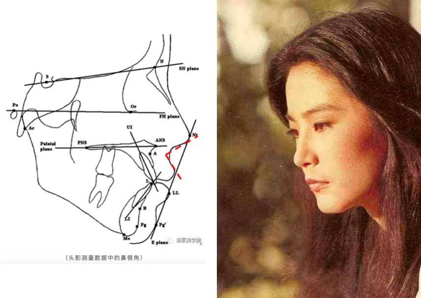 尤物|顶级美艳尤物都是清一色梯型侧颜骨相?