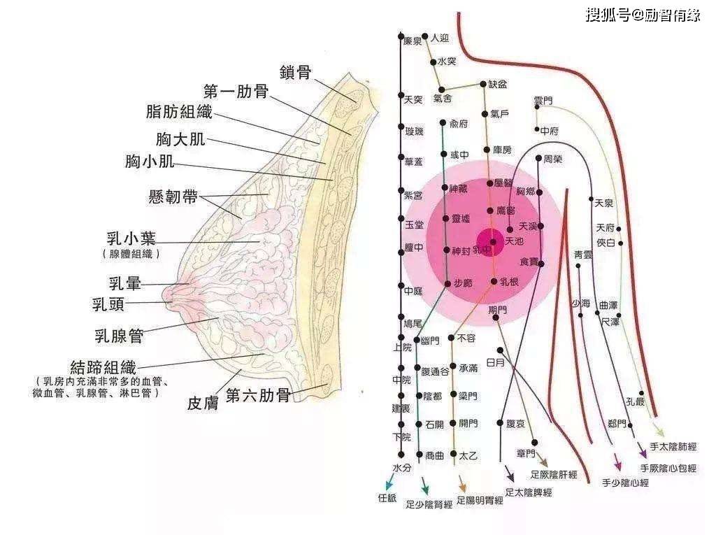 中医王财喜健康分享之胸部保养的重要性_乳房