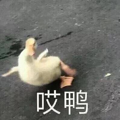 沙雕表情包拿图片:哎呀,小鸭子要站不住啦