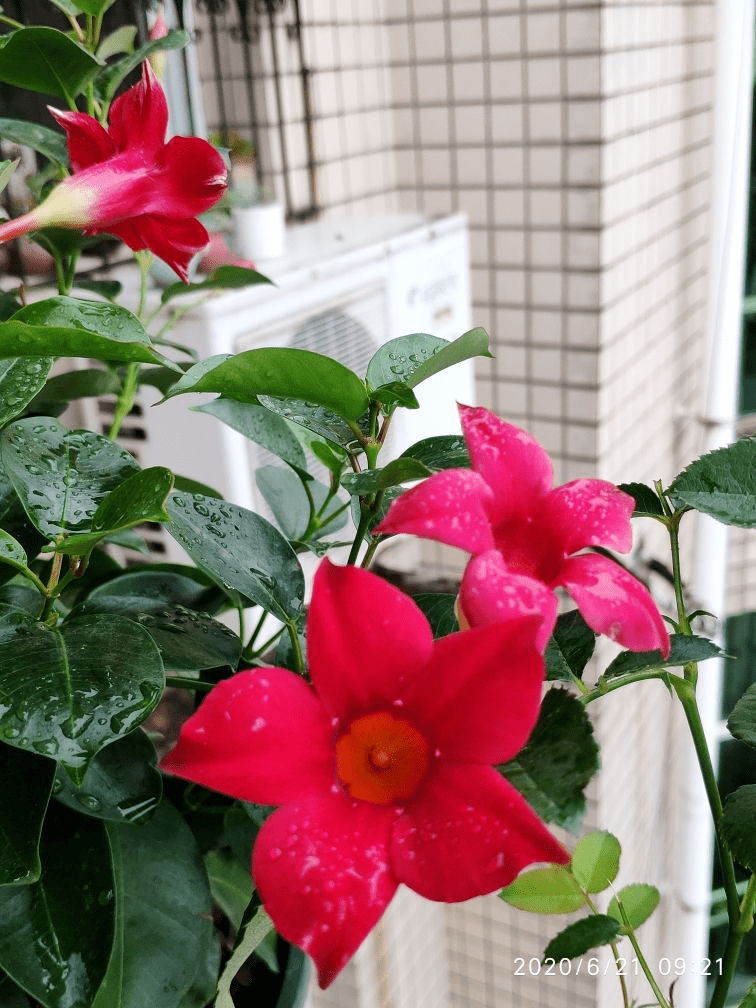 原创夏季养盆飘香藤顺着杆爬成花帘子开花超多