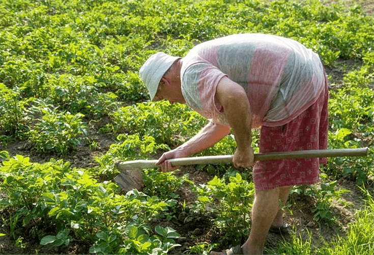 菜子人口_寿美菜子(2)