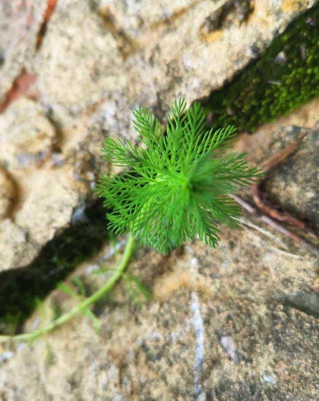 适合家里养的水生植物有哪些 8994f9c107c04c54ac44ff08e26df680.jpeg