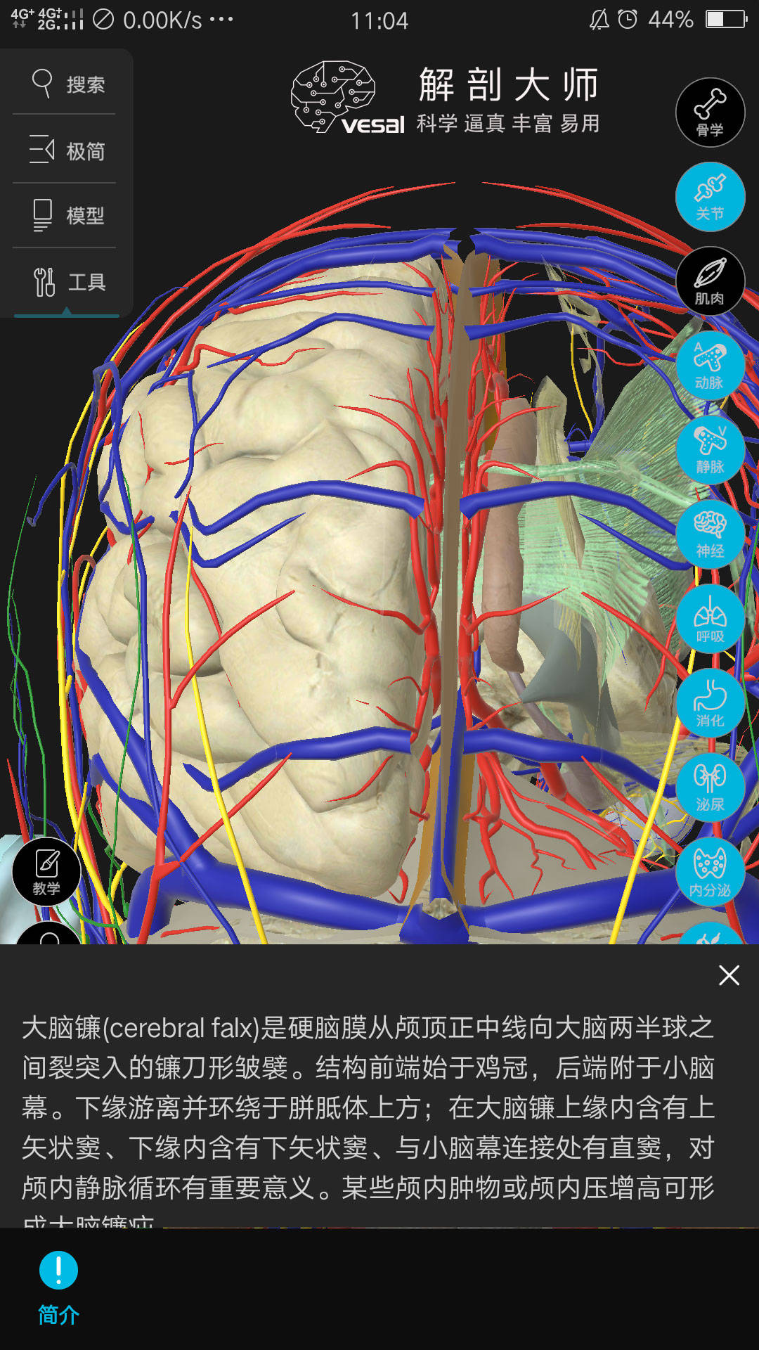 3d人体解剖图-高清的哦,希望对大家有帮助