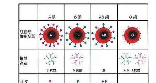 各血型人口比例_人口普查数据公布后,我决定在佛山买房(2)