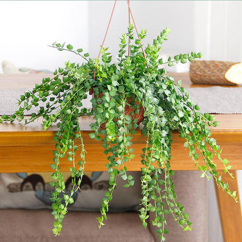 补充|疏松透气不烂根！盆底垫点“好东西”