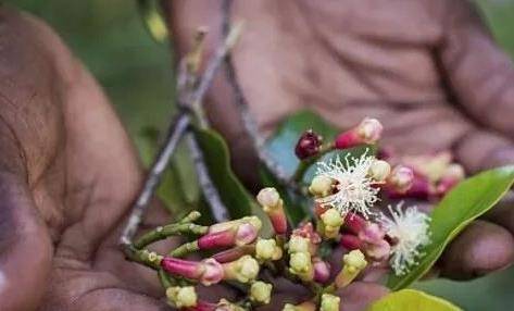 可以食用的香料植物有哪些 b9aa8dc8fb5e4dfc84f8ed1cdfa1d8f5.jpeg