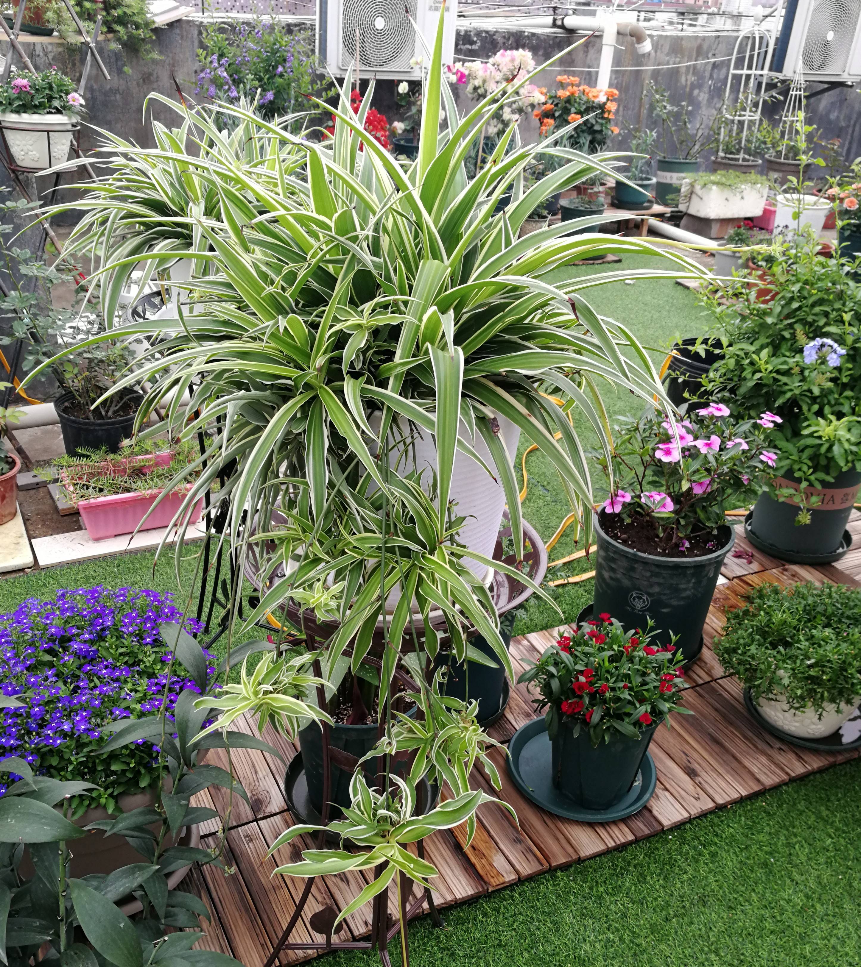 吊兰是一种原产于南非的植物,又称挂兰,还有"空气卫士"的美誉,在西欧