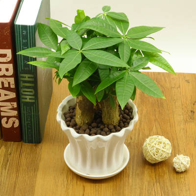 补充|疏松透气不烂根！盆底垫点“好东西”