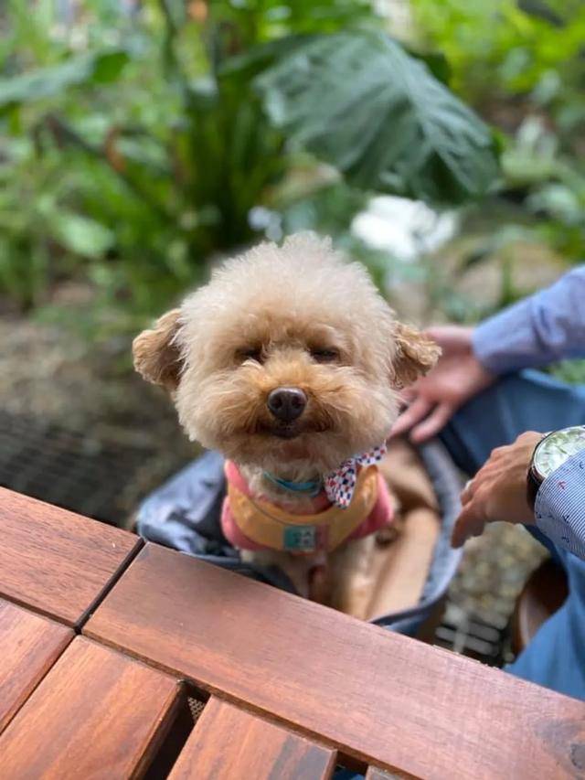 小妹妹想摸貴賓犬 媽媽一段話堪稱教科書式典范 我也要學起來 狗狗知識百科