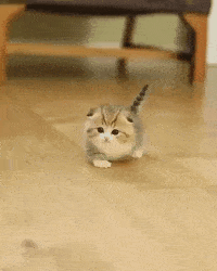 ade1512b80844aefb537d08e2afb0551.gif