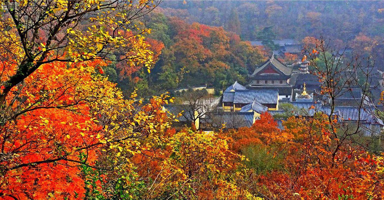 原创初冬赏枫正当时,南京栖霞山枫叶红似火,送上赏枫指南,速速收藏