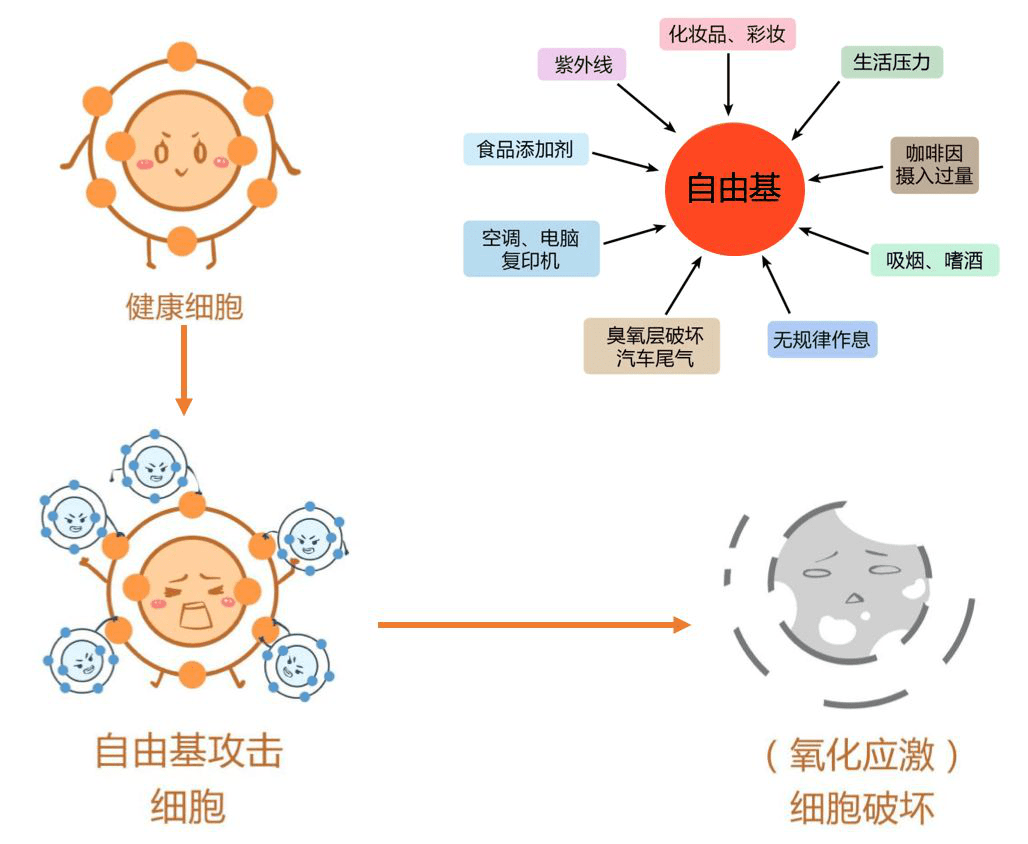 维生素c作为 内源性抗氧化物质