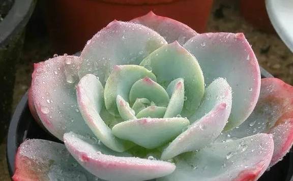 多肉怎么浇水怎么养 12a71e5beaf444679f07c9081ffb1ac2.jpeg