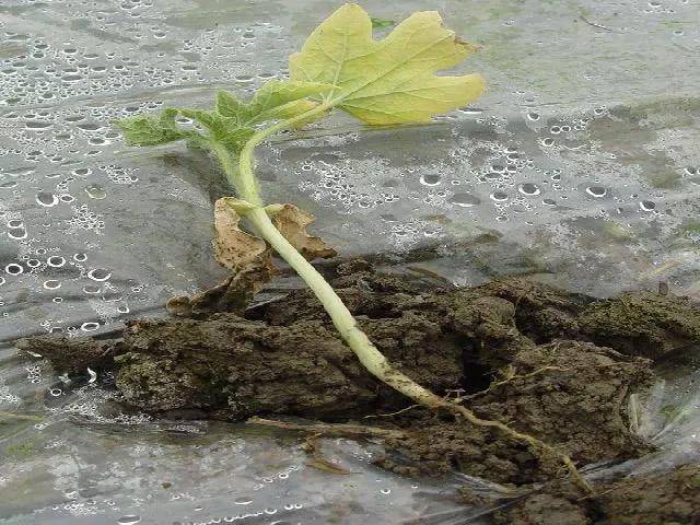 尤其是蔬菜 定植后的前两次浇水,这时候蔬菜根系比较弱,若一次浇水过