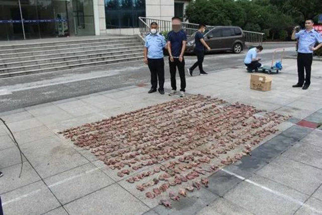 原创男子使用万元神器专业打鸟3个月干掉1000余只斑鸠