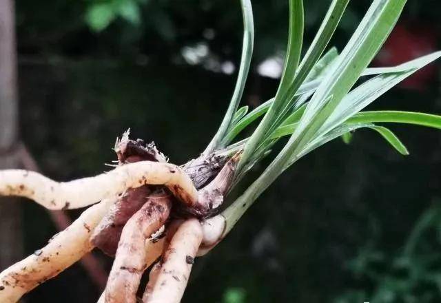 兰花茎腐病不要怕,这样操作,一年就能让兰苗复壮_芦头