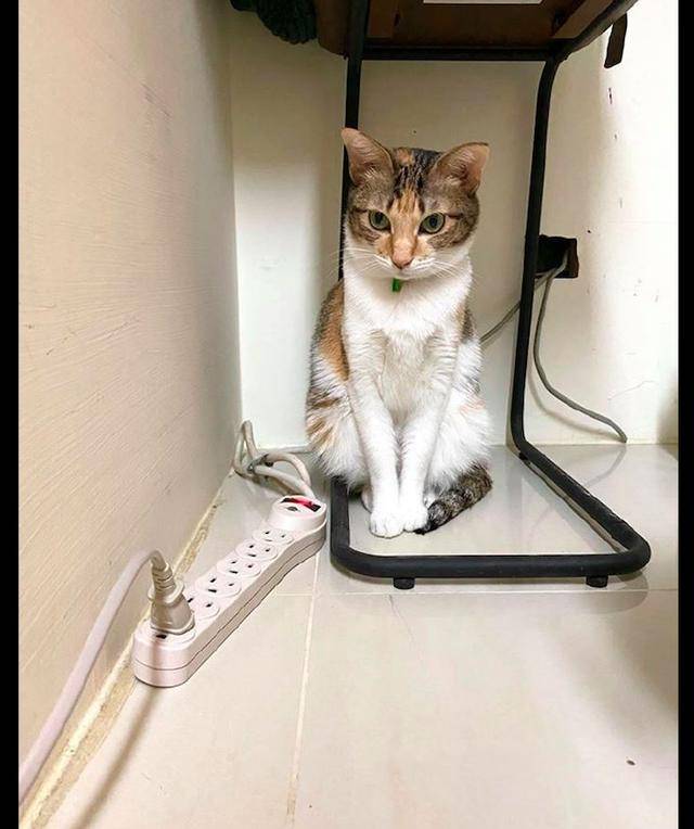 主人陪两只猫咪玩,其中一只猫咪却躲在墙角里,背地里被欺负了?