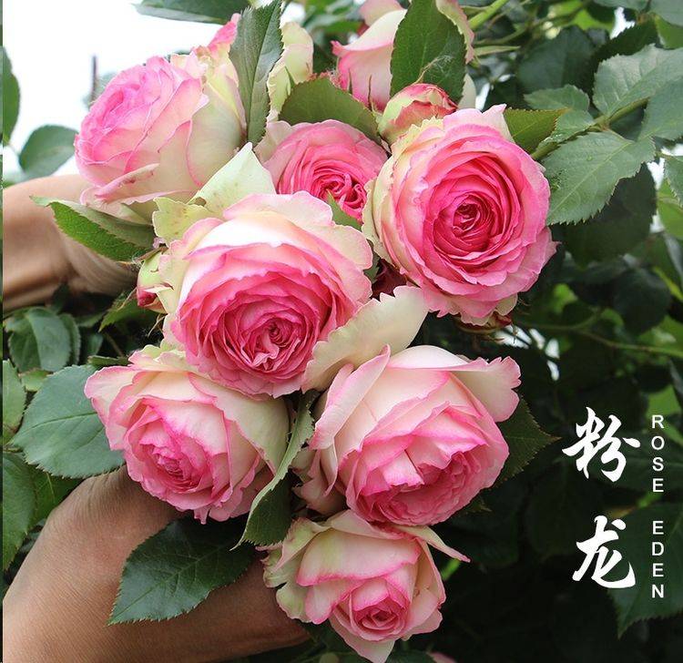9a2e648460b5466b85ab19137cae7093.jpeg