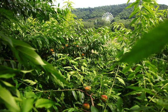 彭山|桃中极品，口口香甜彭山黄桃