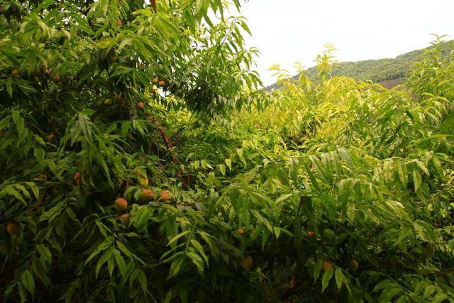 彭山|桃中极品，口口香甜彭山黄桃