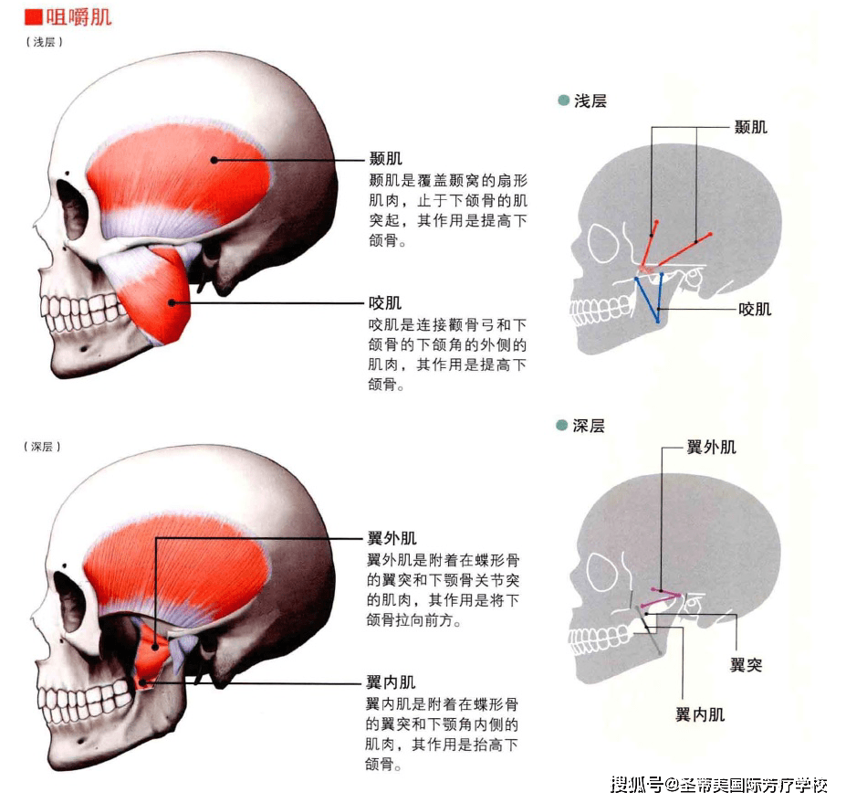 头颈部的肌肉解剖图naha国际芳疗师认证考试