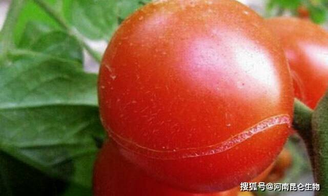 西红柿怎么种才不裂 8379e69b5b284b80b548af80c3c8fe62.jpeg