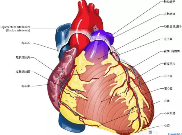 这组心脏解剖图,太赞了!
