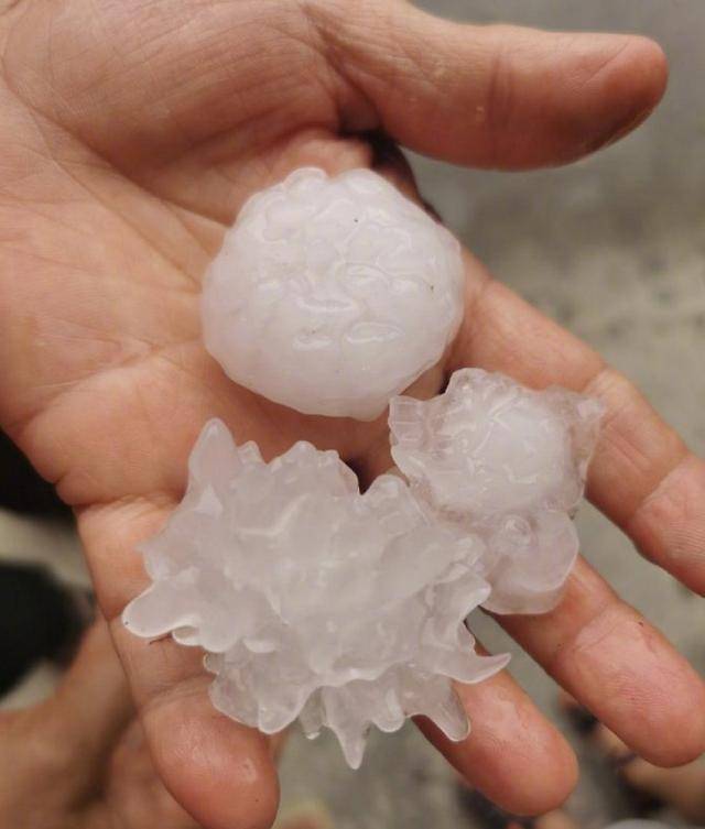 谢霆锋晒照下冰雹把他家菜园子砸塌了，现场一