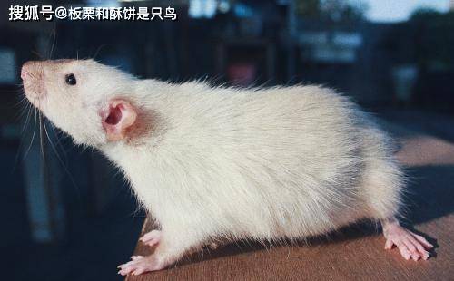 养花枝鼠是一种什么样的体验?网友表示:仿佛打开了新世界的大门