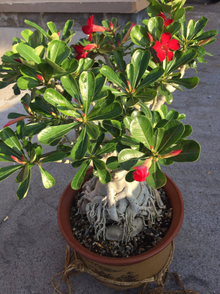 什么花最好养适合懒人养 84005fe3be704447b5582a5408967cf2.jpeg