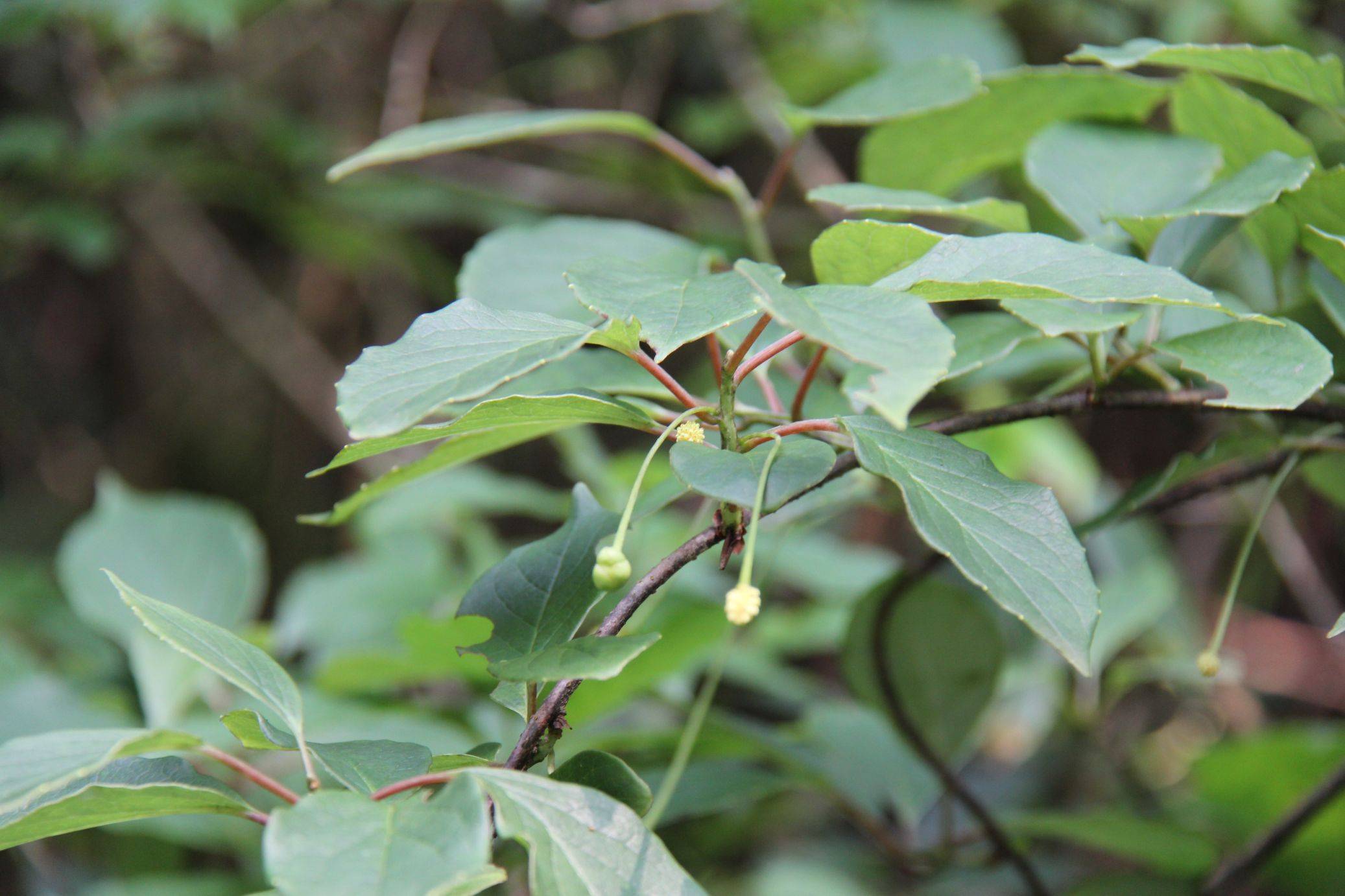 庆元植物1216-木兰科-五味子属-翼.梗五味子