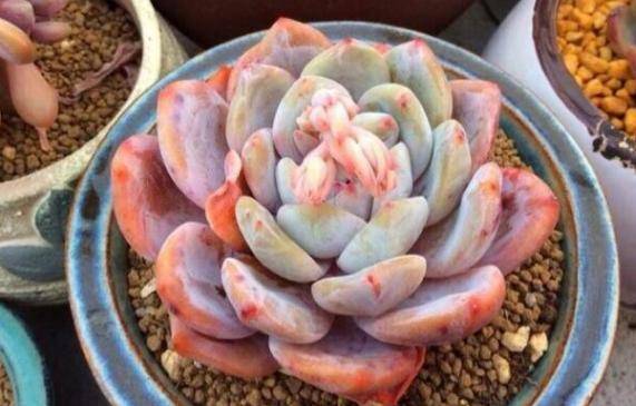 多肉植物怎么养才能叶面变红 cb1dba5b6e5c46058e0a3fdcca54cd4b.jpeg