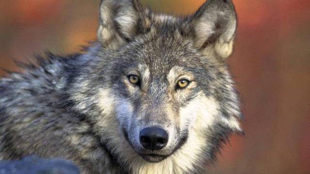 是9500年历史的西伯利亚狗卓霍夫,还是33,000年前的西伯利亚狼?