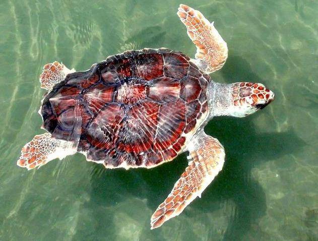 原创在海边扑腾就是海龟?真实的海龟是这样的,而且生活的更"挣扎"