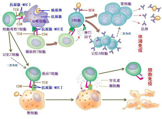 免疫球蛋白有什么功能?_抗体