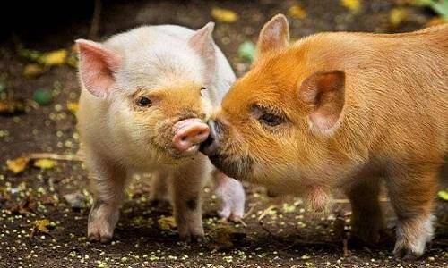 猪瘟|猪肉鸡蛋价格＂齐飞天＂，猪肉逼近50元！想重回＂10元时代＂？