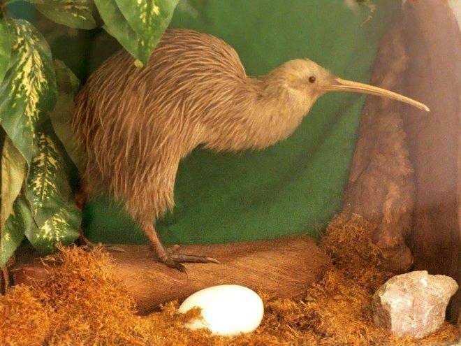 奇怪的新西兰国鸟没有翅膀就算了还是雄鸟孵蛋听说很浪漫
