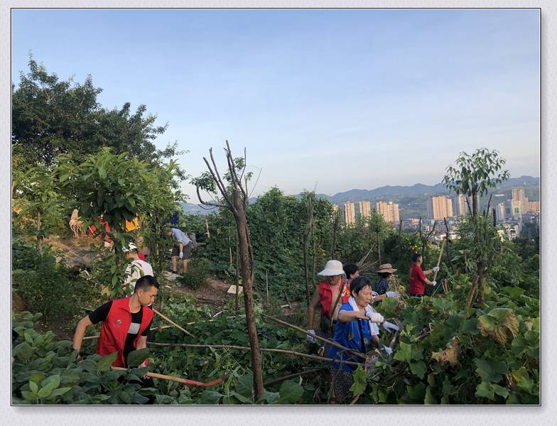 环境卫生大整治|江津区桥南社区组织辖区单位和志愿者进行环境卫生大整治