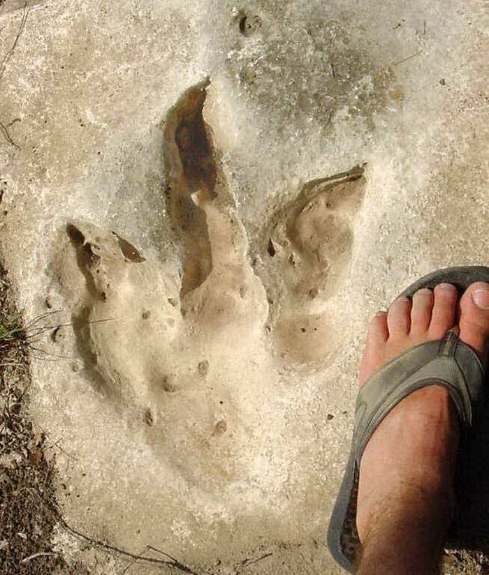 2.得克萨斯州恐龙物种的足迹 与人脚相比