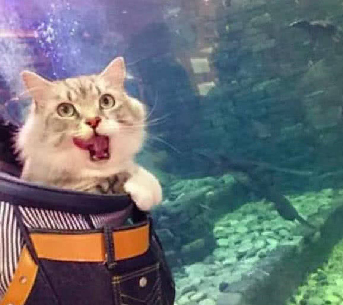 原创主人带猫咪去水族馆参观,不料猫咪瞄上鲨鱼,张嘴就想吃人家