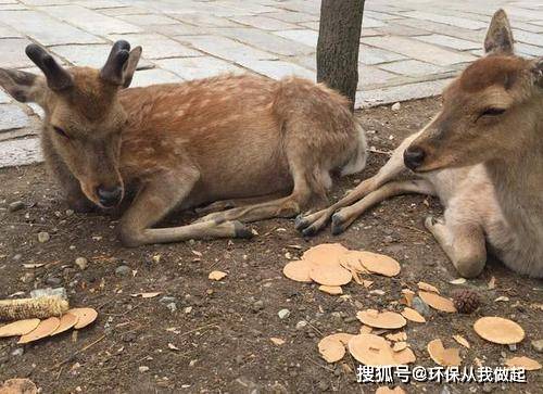 肚子吃一点东西就很撑是什么原因 71fcaa8d172b405b83d2d2af49fff853.jpeg