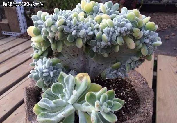 多肉怎么养出缀化 6a6ba3fe838941c789ccb3d692a3e1a1.jpeg
