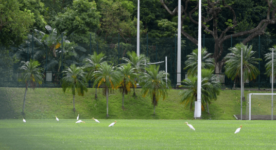 志愿|即可录取！活久见！香港中文大学录取分爆冷！文科565低分