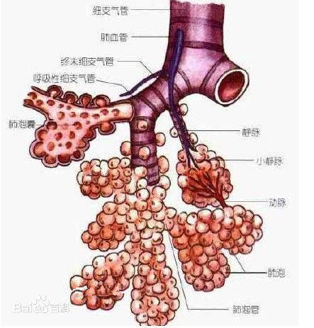 什么情况下要做支气管肺泡灌洗 ecdeb5bae70946e8a56a0023a3b2b49b.jpeg