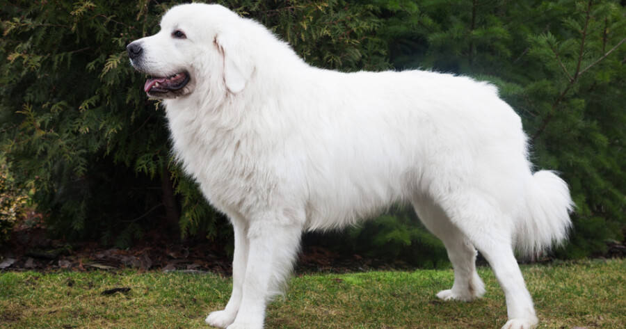 波兰塔特拉牧羊犬在波兰的塔特拉牧羊犬看起来像一个小北极熊,以其