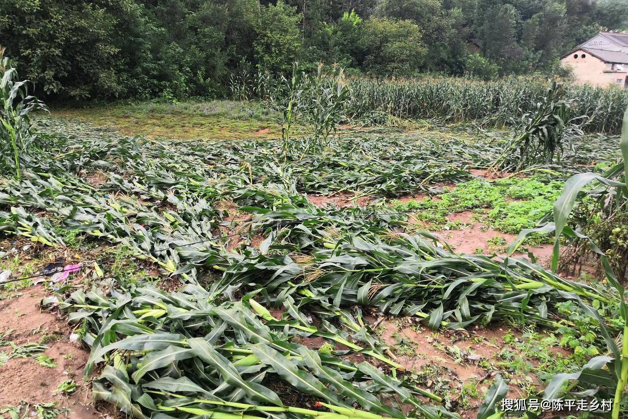 暴雨洪涝灾害致使洛南农村大面积玉米倒伏