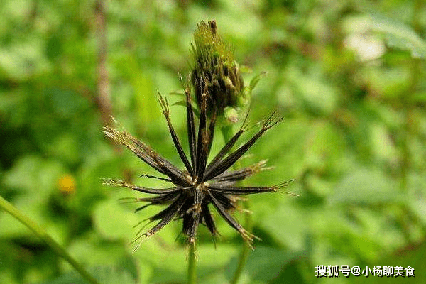 一点红的药用方法 71b84234b3a64c06b22681a77c8e0b79.png