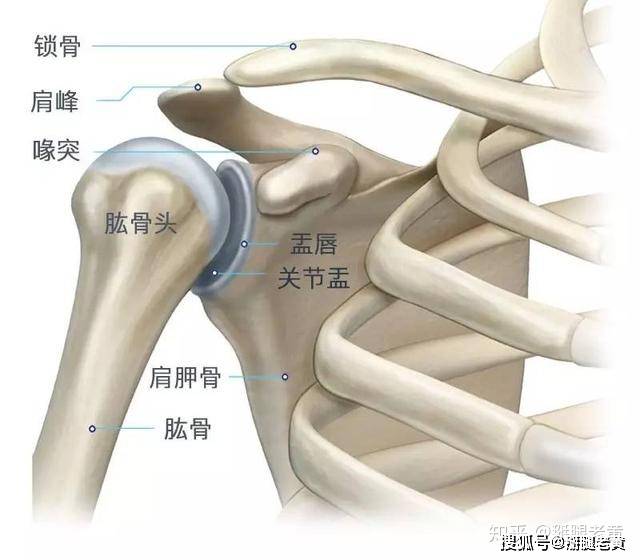 肩关节疼痛可能是撸铁有关撸铁会造成这四种肩关节损伤有效治疗三步走