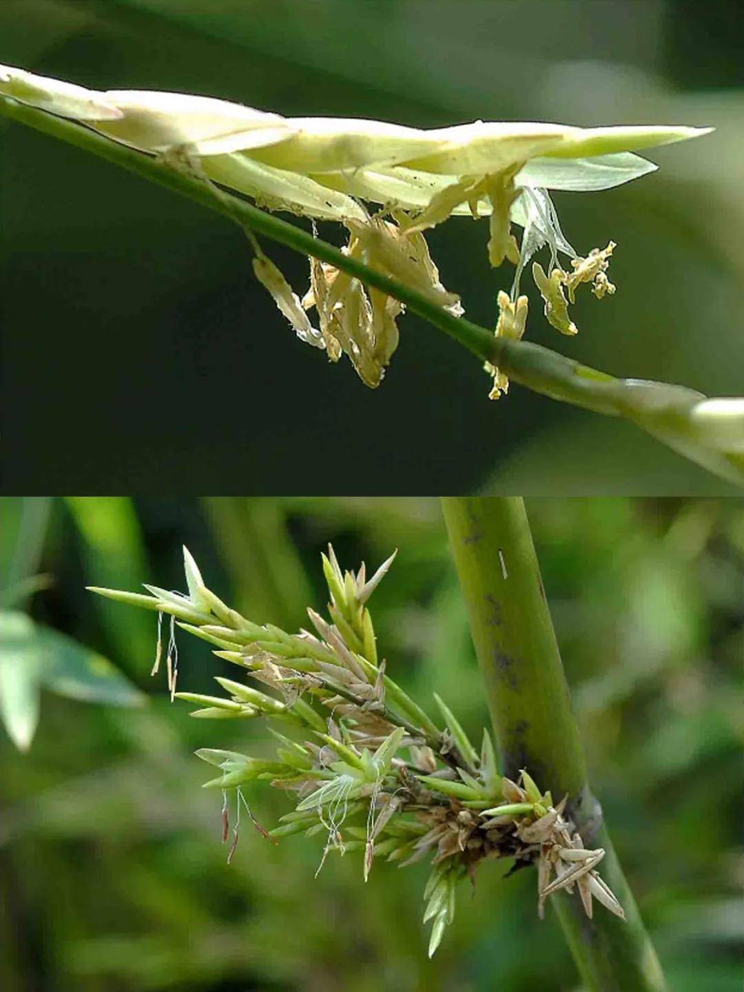 竹子开花之谜