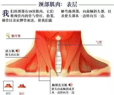 而扭脖子时,错位的肌腱韧带快速回到原来位置的过程中,和关节发生了